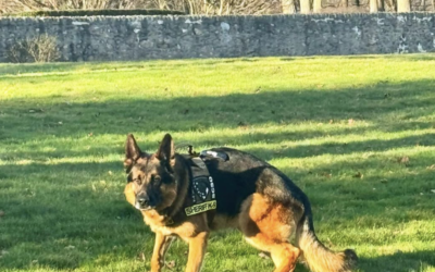 K-9 Sgt. Lanzer on Natural Instinct